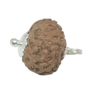 10 Mukhi Rudraksha – Indonesia