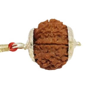 10 Mukhi Rudraksha – Nepal