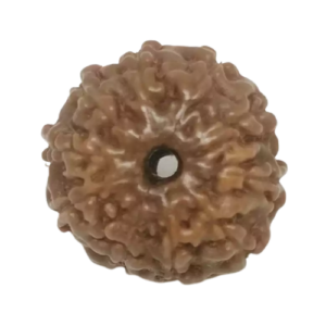 10 Mukhi Rudraksha – Rare