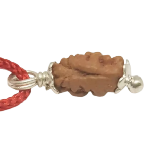 1 Mukhi Rudraksha – Indonesia