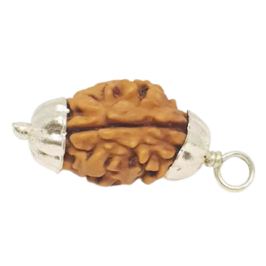 2 Mukhi Rudraksha – Rare
