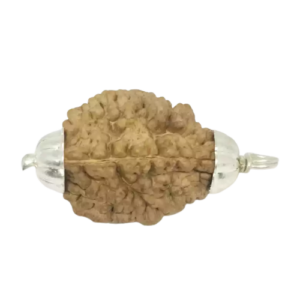 2 Mukhi Rudraksha – India