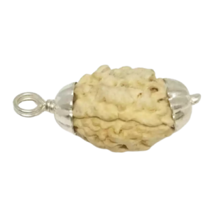 3 Mukhi Rudraksha – Rare