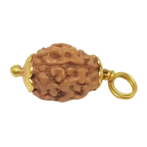 3 Mukhi Rudraksha – Indonesia