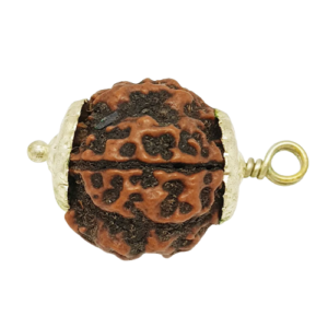 4 Mukhi Rudraksha – Rare