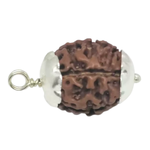 5 Mukhi Rudraksha – Rare