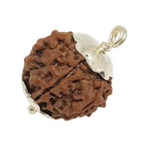 6 Mukhi Rudraksha – Nepal