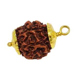 6 Mukhi Rudraksha – Rare