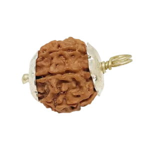 7 Mukhi Rudraksha – Nepal