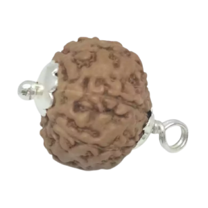 7 Mukhi Rudraksha – Indonesia