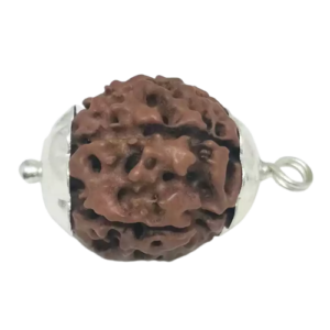 7 Mukhi Rudraksha – Rare