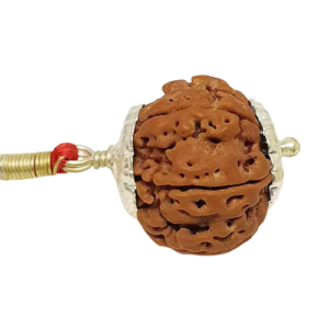 8 Mukhi Rudraksha – Nepal