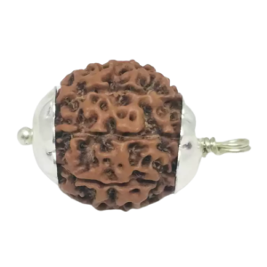 8 Mukhi Rudraksha – Rare