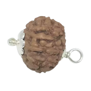 8 Mukhi Rudraksha – Indonesia