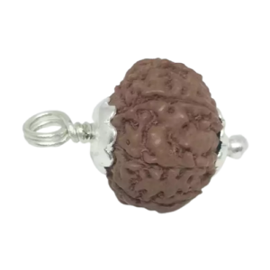 9 Mukhi Rudraksha – Indonesia