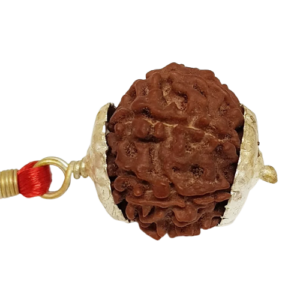 9 Mukhi Rudraksha – Nepal
