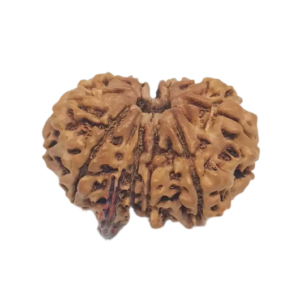 Gauri Shankar Ganesh Rudraksha – Indonesia