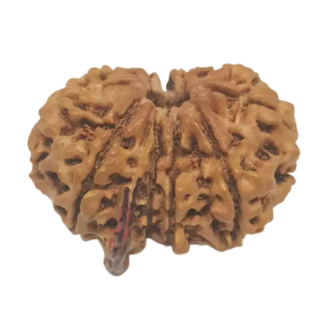 Gauri Shankar Ganesh Rudraksha – Nepal