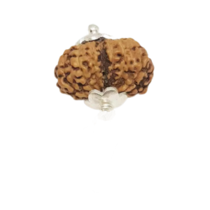 Gauri Shankar Rudraksha – Indonesia